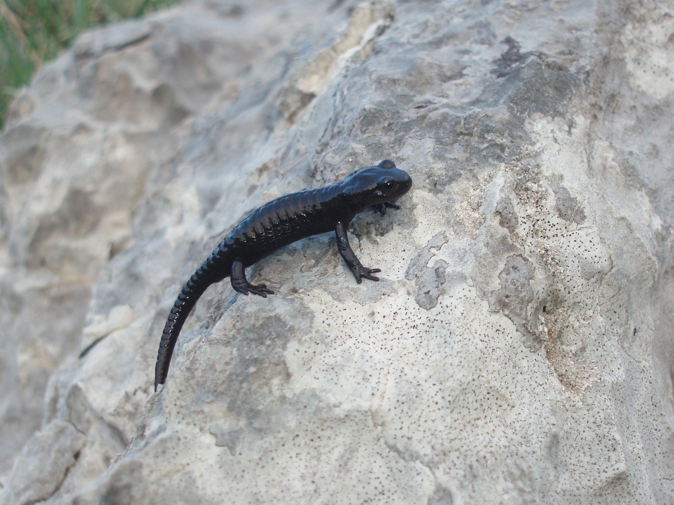 Salamandra atra prenjensis, bebe