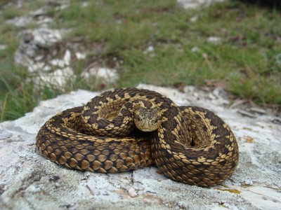 Vipera macrops ursinii - Šargan