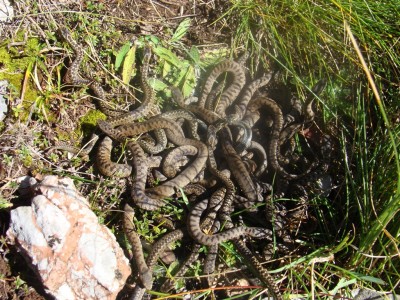 Vipera ursinii monitoring