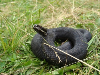 Vipera berus - melanistic