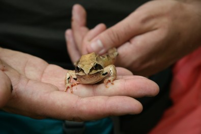 Rana dalmatina ima špicastu njušku u obliku slova : "V"