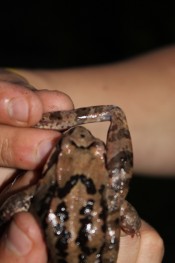 The snout of R. temporaria is more oval reminding the letter "U"