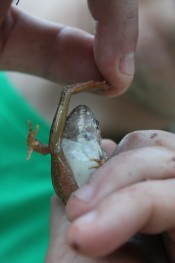 The leg of R. graeca is in length between the two. It reaches not far above the snout when extended