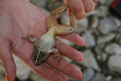 R. graeca has an obvious white line breaking the colored ventral part of the body 