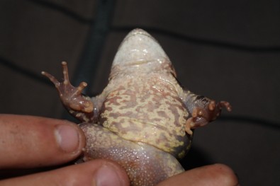 Rana temporaria has a spotted belly