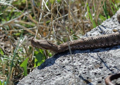 Vipera ammodytes