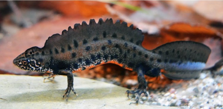 Pannonian crested newt