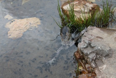 Dead common toad