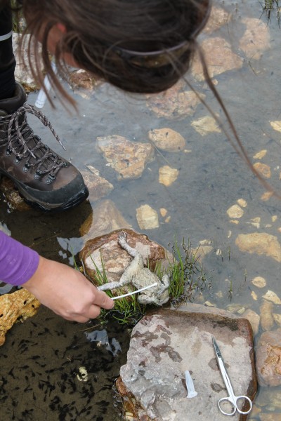 Sampling for chytridiomycosis II